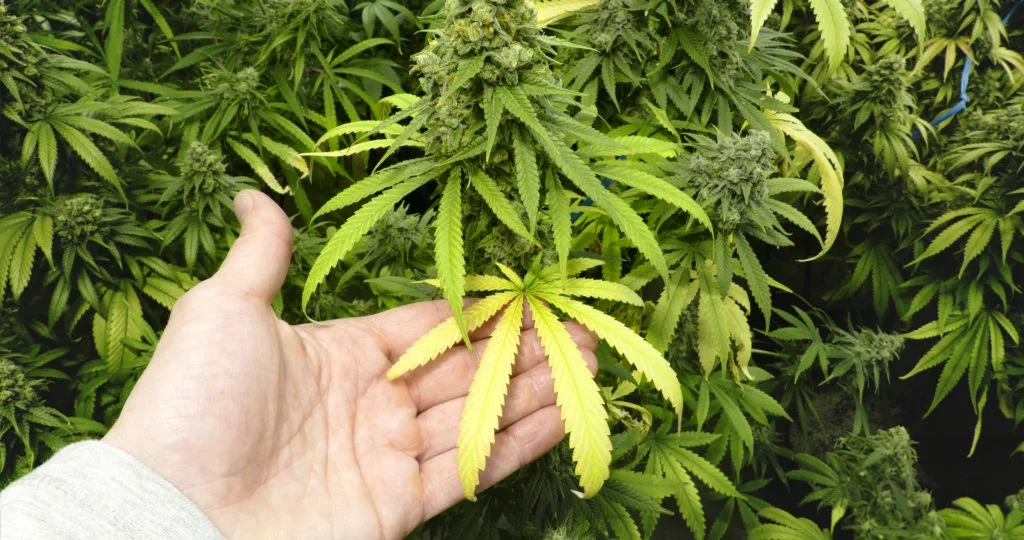 Schädlinge auf Cannabis Pflanze