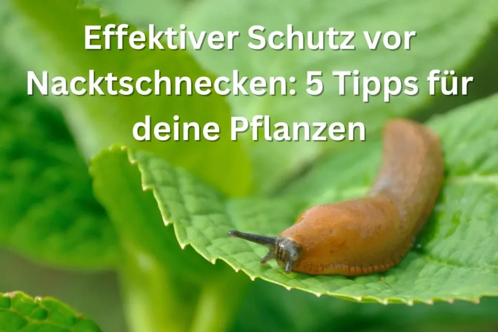 Effektiver Schutz vor Nacktschnecken 5 Tipps für deine Pflanzen