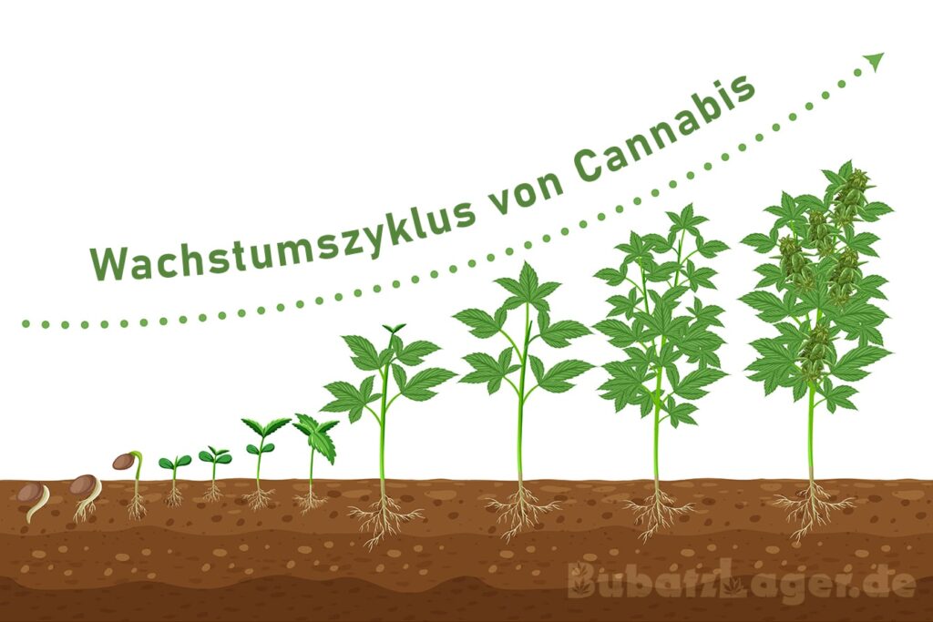Der Wachstumszyklus von Cannabis: 4 Phasen vom Samen zur Ernte