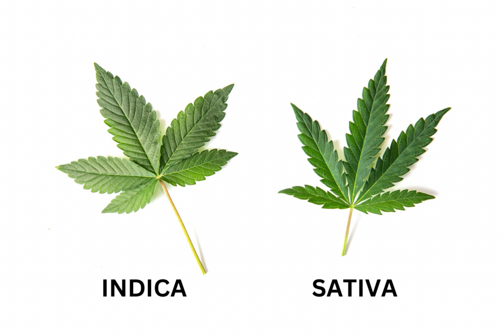 Indica vs. Sativa vs. Ruderalis: Die Unterschiede und Vorteile im Überblick