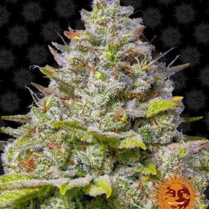 Barneys Farm - Blue Gelato 41 - Samen (3 Stück)