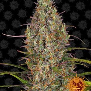 Barneys Farm - Glue Gelato - Samen (3 Stück)
