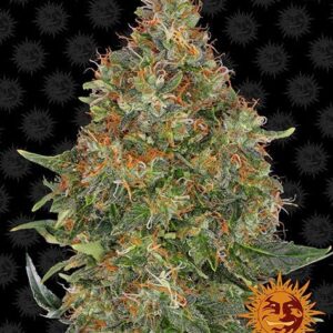 Barneys Farm - Pineapple Express - Samen (3 Stück)