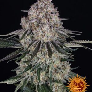 Barneys Farm - Sour Diesel - Samen (3 Stück)