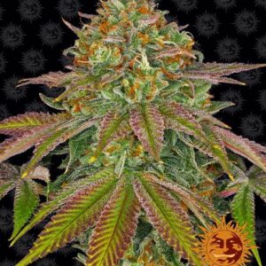 Barneys Farm - Wedding Cake - Samen (3 Stück)