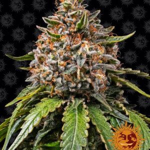 Barneys Farm - White Widow XXL - Samen (3 Stück)